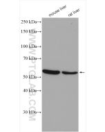 MAOB Polyclonal antibody proteintech 12602-1-AP