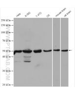 DEK Polyclonal antibody proteintech 16448-1-AP