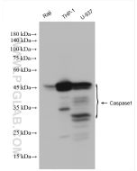 Caspase 1/P20 Polyclonal antibody proteintech 22915-1-AP