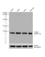 FABP5 Monoclonal antibody proteintech 66299-1-Ig