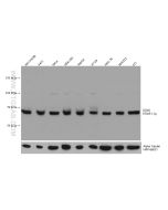 DDX5 Monoclonal antibody proteintech 67025-1-Ig