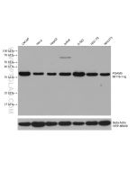 PGAM5 Monoclonal antibody proteintech 68116-1-Ig