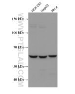 NOX4 Monoclonal antibody proteintech 67681-1-Ig