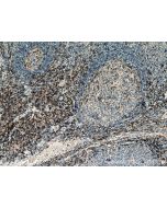 CD4 Monoclonal antibody proteintech 67786-1-Ig