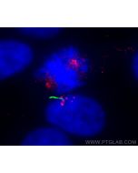 Centrin 1 Monoclonal antibody proteintech 68433-1-Ig
