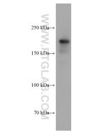 DOCK2 Monoclonal antibody proteintech 66969-1-Ig
