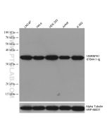 HNRNPA1 Monoclonal antibody proteintech 67844-1-Ig