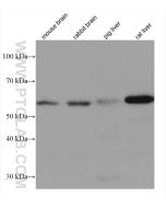 FAAH Monoclonal antibody proteintech 67607-1-Ig