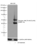 Phospho-JNK (Thr183/Tyr185) Monoclonal antibody proteintech 60666-1-Ig