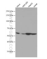 LACTB Monoclonal antibody proteintech 66785-1-Ig
