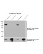 FITC Monoclonal antibody proteintech 68132-1-Ig