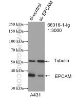 EPCAM/CD326 Monoclonal antibody proteintech 66316-1-Ig