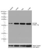 MYD88 Monoclonal antibody proteintech 67969-1-Ig