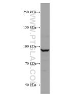 CUL2 Monoclonal antibody proteintech 67175-1-Ig