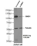 SND1 Monoclonal antibody proteintech 60265-1-Ig