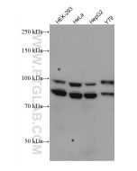 OPA1 Monoclonal antibody proteintech 66583-1-Ig