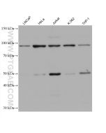 NFKB1 p105/p50 Monoclonal antibody proteintech 66992-1-Ig
