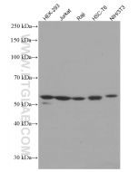 ATG5 Monoclonal antibody proteintech 66744-1-Ig