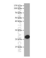 CBX3 Monoclonal antibody proteintech 66446-1-Ig