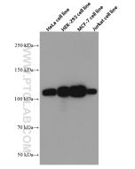 KAP1 Monoclonal antibody proteintech 66630-1-Ig