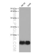 S100A4 Monoclonal antibody proteintech 66489-1-Ig