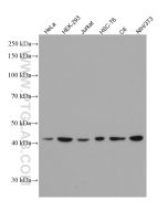 TDP-43 Monoclonal antibody proteintech 66734-1-Ig