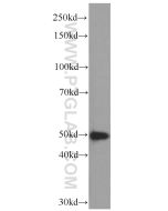 CSK Monoclonal antibody proteintech 66115-1-Ig