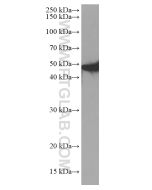 NEU1 Monoclonal antibody proteintech 67032-1-Ig