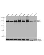 PLCB3 Monoclonal antibody proteintech 66668-1-Ig