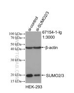 SUMO2/3 Monoclonal antibody proteintech 67154-1-Ig