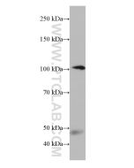 C7 Monoclonal antibody proteintech 66908-1-Ig