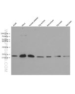 Destrin Monoclonal antibody proteintech 67657-1-Ig