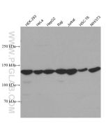 UPF1 Monoclonal antibody proteintech 66898-1-Ig