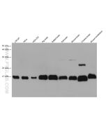 CISD1 Monoclonal antibody proteintech 68030-1-Ig