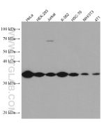 GOLPH3 Monoclonal antibody proteintech 67777-1-Ig