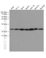 PTGES3 Monoclonal antibody proteintech 67736-1-Ig