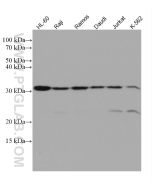 ORAI1 Monoclonal antibody proteintech 66223-1-Ig