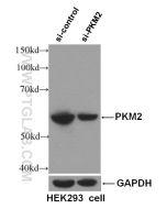 PKM2-specific Monoclonal antibody proteintech 60268-1-Ig