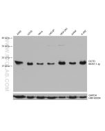 DCTD Monoclonal antibody proteintech 68357-1-Ig