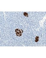 INS Monoclonal antibody proteintech 66198-1-Ig