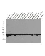 Beta Actin Monoclonal antibody proteintech 60008-1-Ig