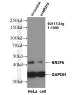 NR2F6 Monoclonal antibody proteintech 60117-2-Ig