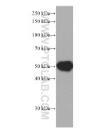 fetuin-B Monoclonal antibody proteintech 67002-1-Ig