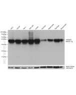 HNRNPD Monoclonal antibody proteintech 68236-1-Ig