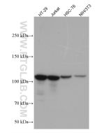 XRN2 Monoclonal antibody proteintech 66852-1-Ig