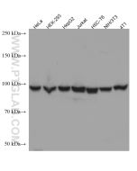 eIF4G2/DAP5 Monoclonal antibody proteintech 67428-1-Ig