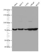 PABPC1,PABP Monoclonal antibody proteintech 66809-1-Ig