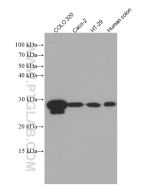 HPGD Monoclonal antibody proteintech 66798-1-Ig