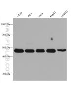 MLKL Monoclonal antibody proteintech 66675-1-Ig