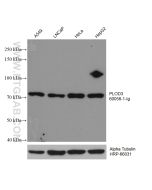 PLOD3 Monoclonal antibody proteintech 60058-1-Ig